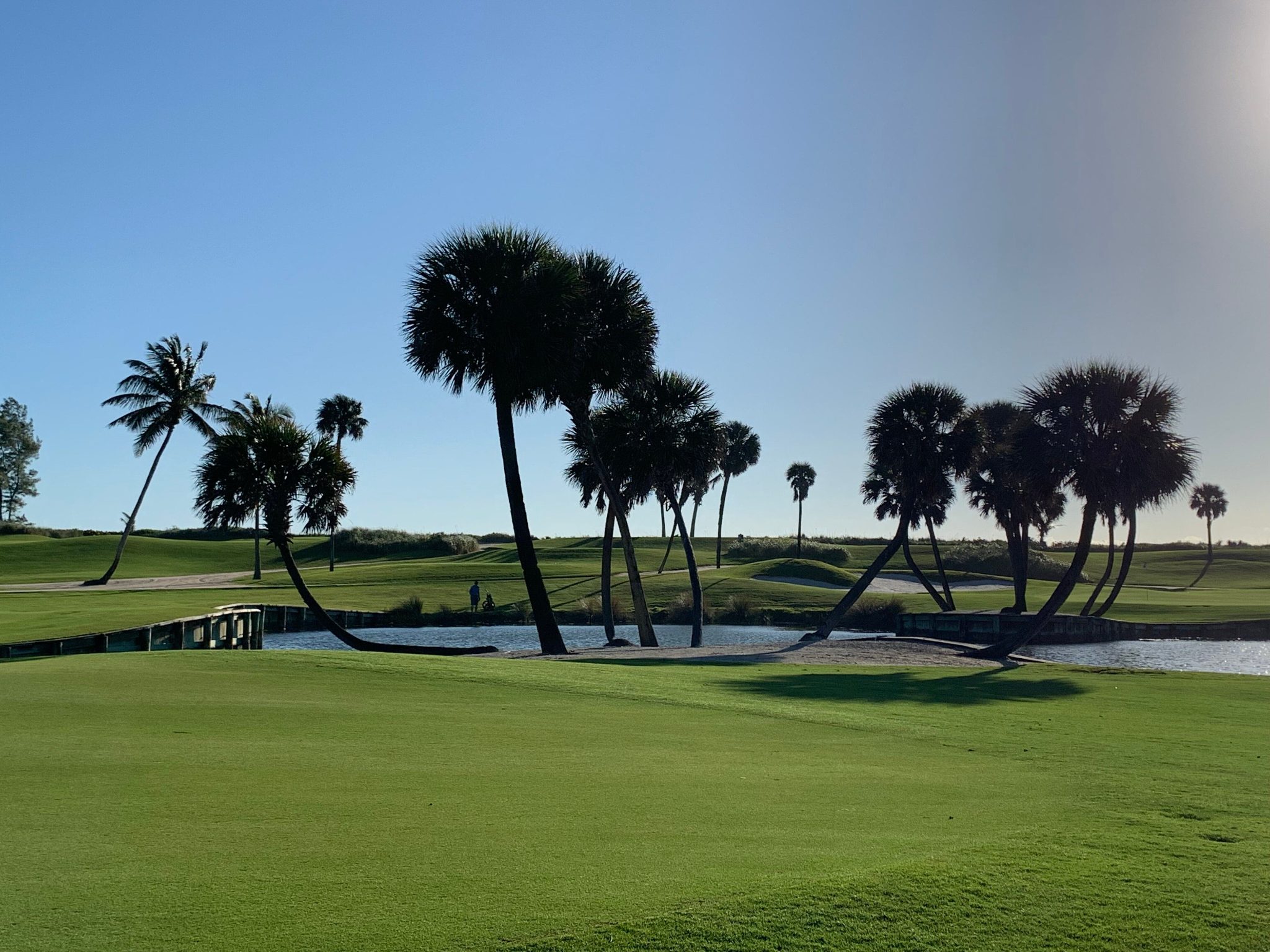 Sunlit Florida golf course fairway framed by palm trees leaning over a water hazard